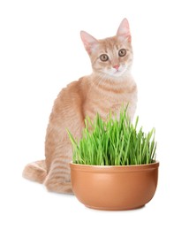 Image of Adorable cat and ceramic pot with fresh green grass on white background