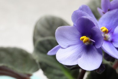 Beautiful violet flowers on light grey background, closeup. Plant for house decor