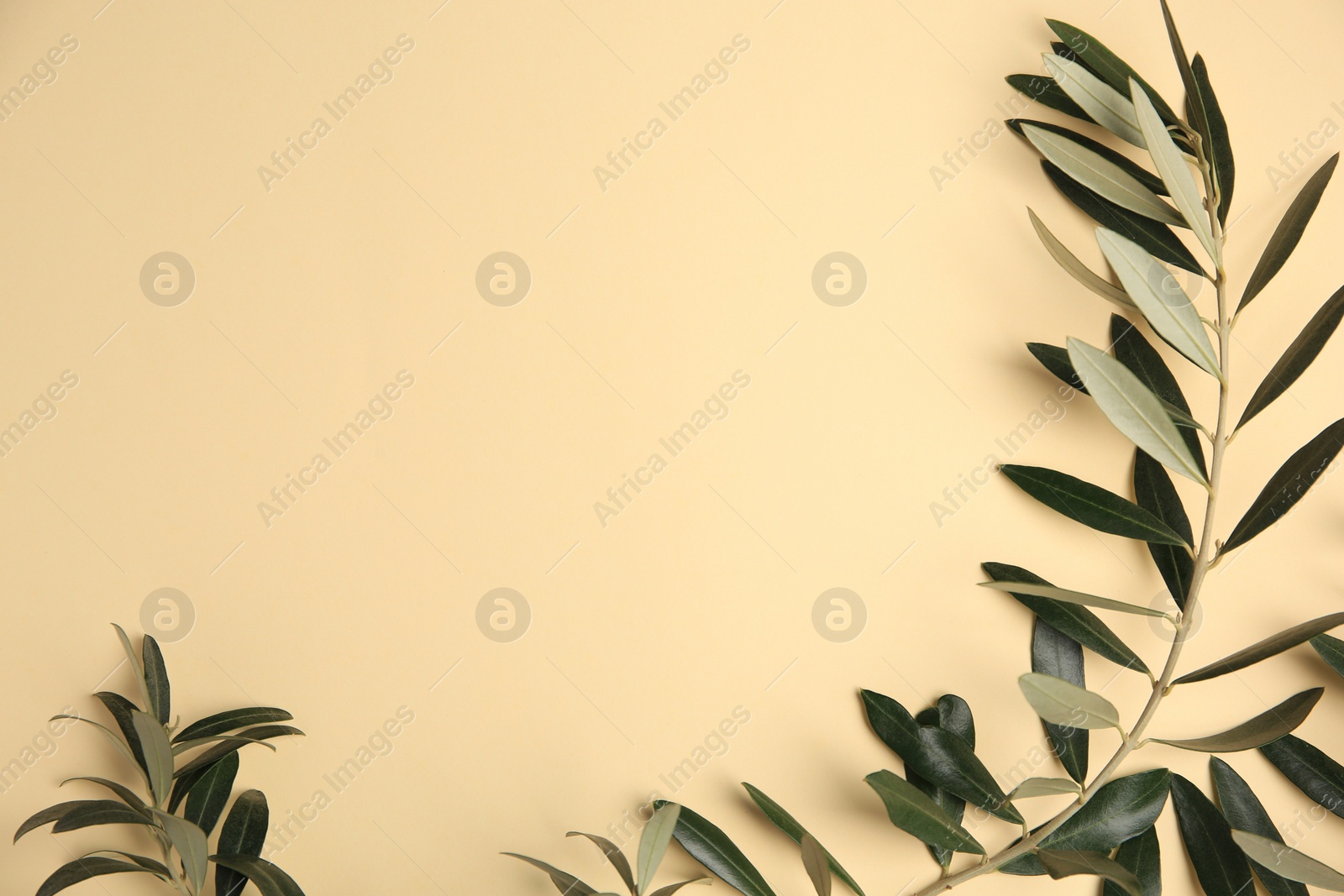 Photo of Twig with fresh green olive leaves on beige background, top view. Space for text