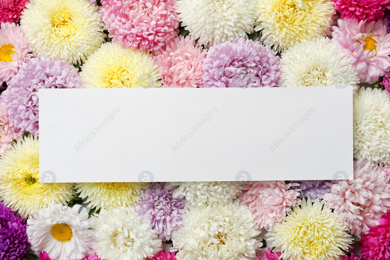 Photo of Beautiful aster flowers with sheet of paper and space for text, top view