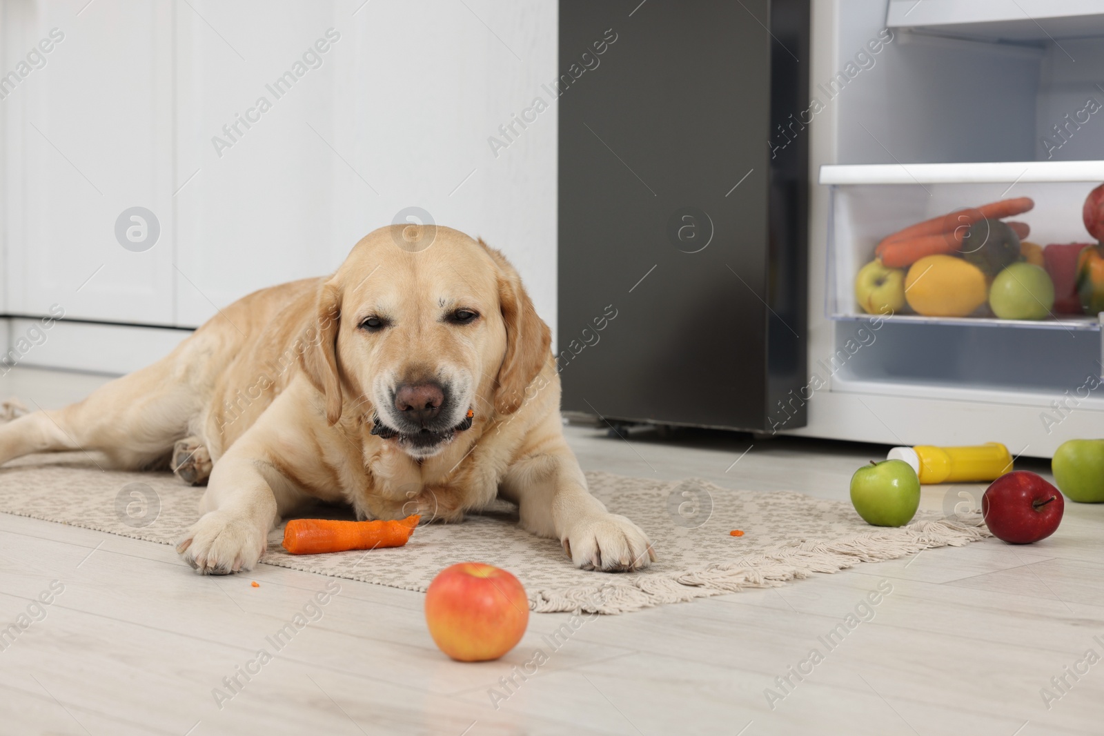 Photo of Cute Labrador Retriever eating carrot near refrigerator indoors