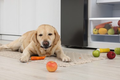 Photo of Cute Labrador Retriever eating carrot near refrigerator indoors