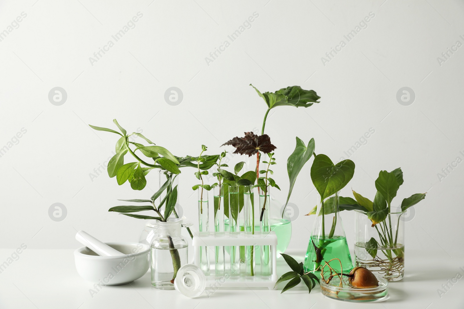 Photo of Ceramic mortar and laboratory glassware with plants on white background. Chemistry concept