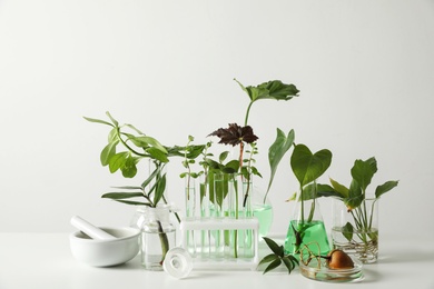 Photo of Ceramic mortar and laboratory glassware with plants on white background. Chemistry concept