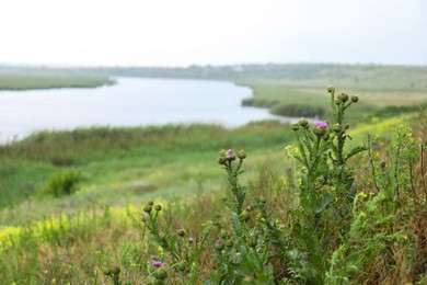 Photo of Beautiful green plants near river on rainy day, space for text