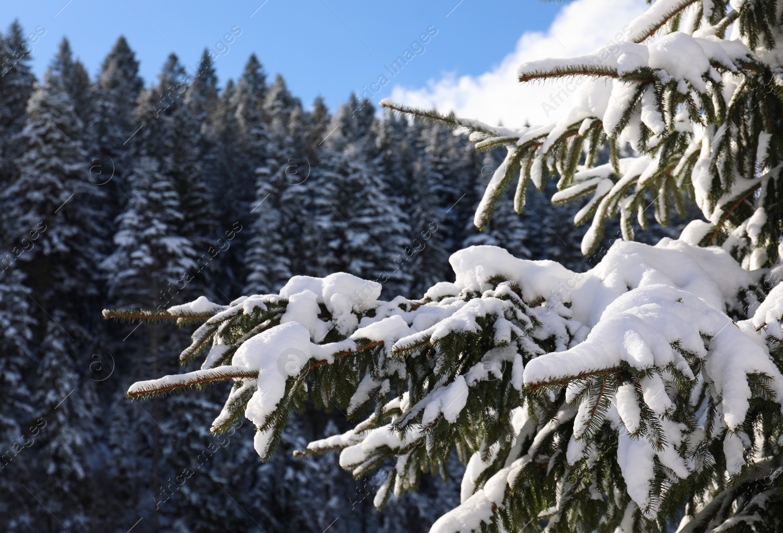 Photo of Coniferous tree branch covered with snow outdoors on winter day