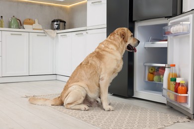 Photo of Cute Labrador Retriever seeking for food in kitchen refrigerator