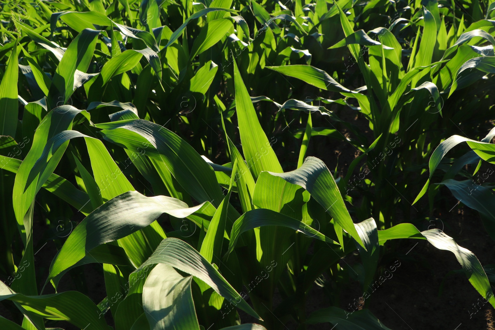 Photo of Beautiful green corn plants in agricultural field on sunny day