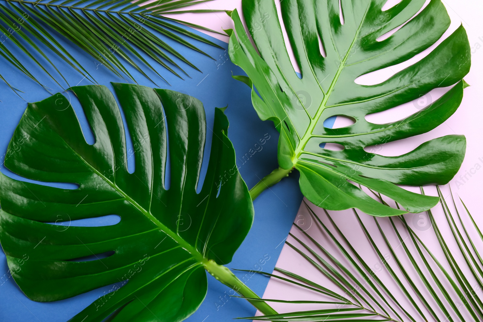 Photo of Beautiful monstera and palm leaves on color background, flat lay. Tropical plants