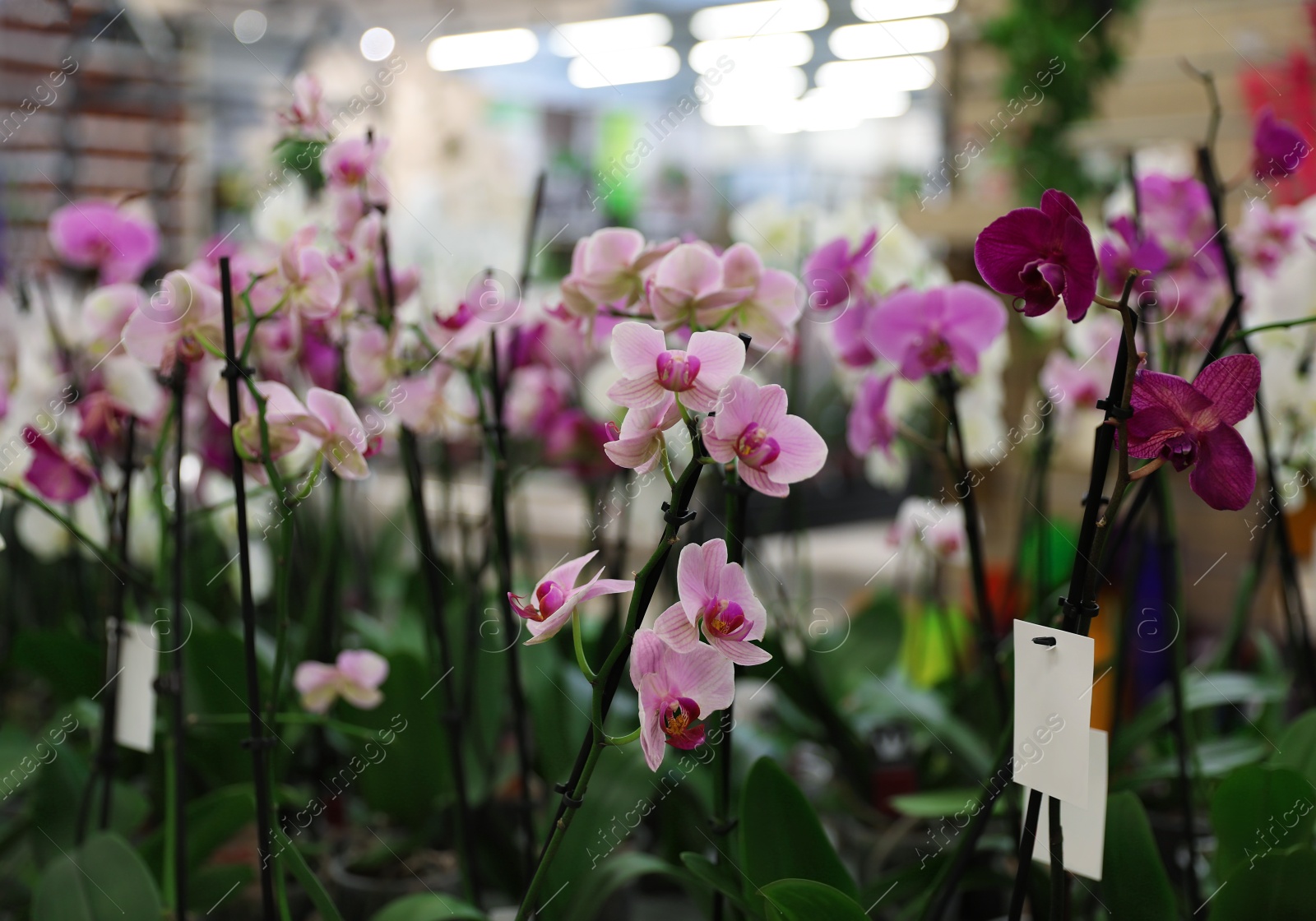 Photo of Many beautiful blooming tropical orchid flowers in store