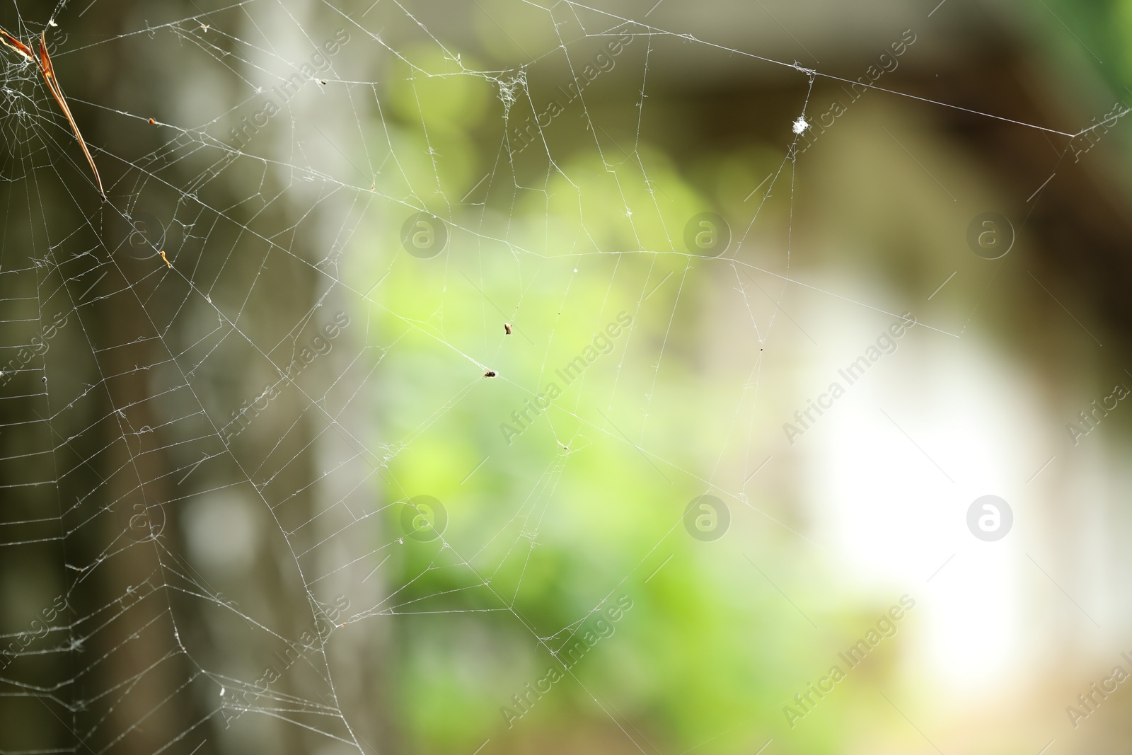 Photo of Old dusty cobweb on blurred background, closeup