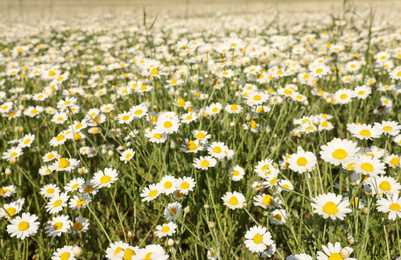 Closeup view of beautiful chamomile field on sunny day