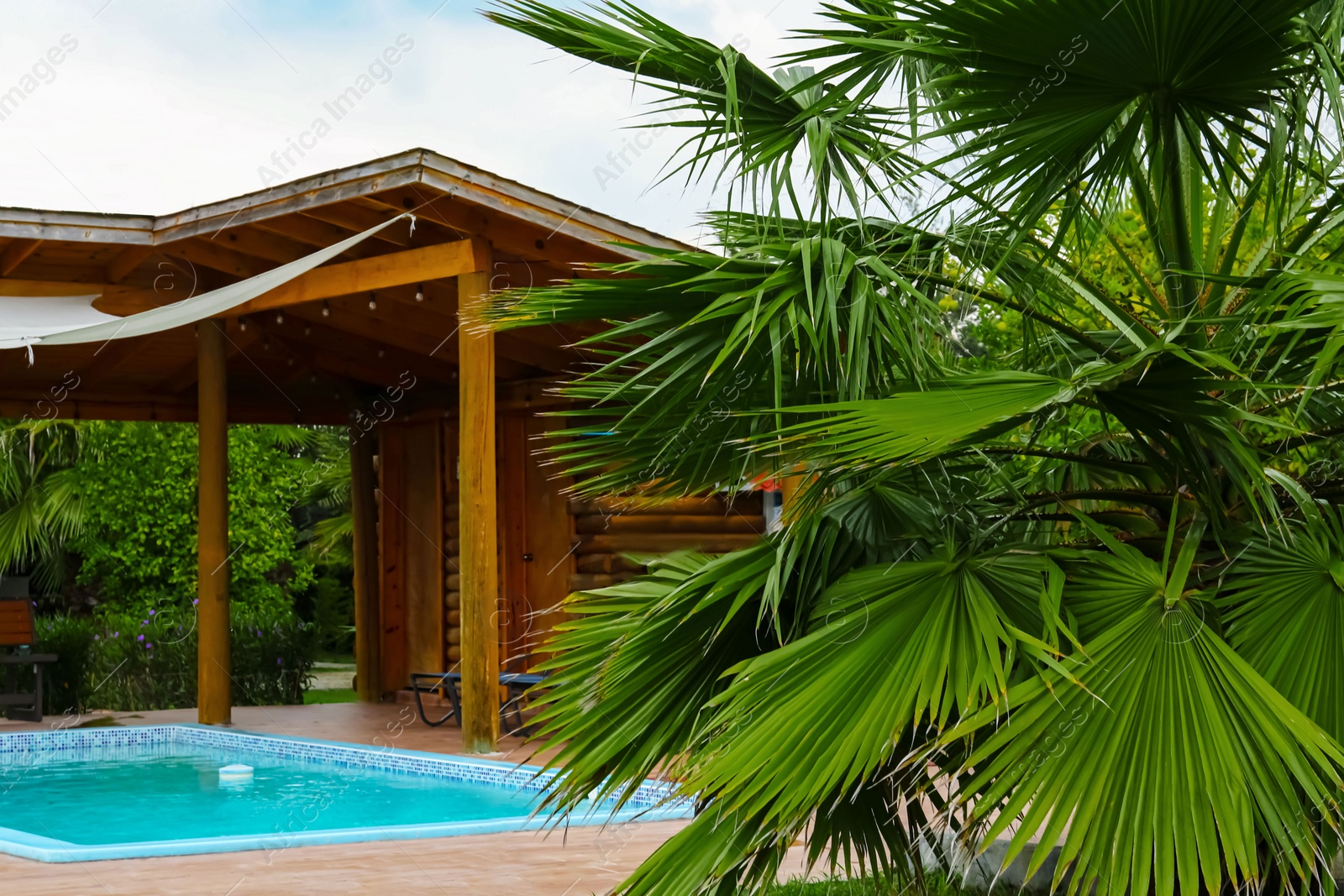 Photo of Tropical palm trees with beautiful green leaves near resort and swimming pool outdoors