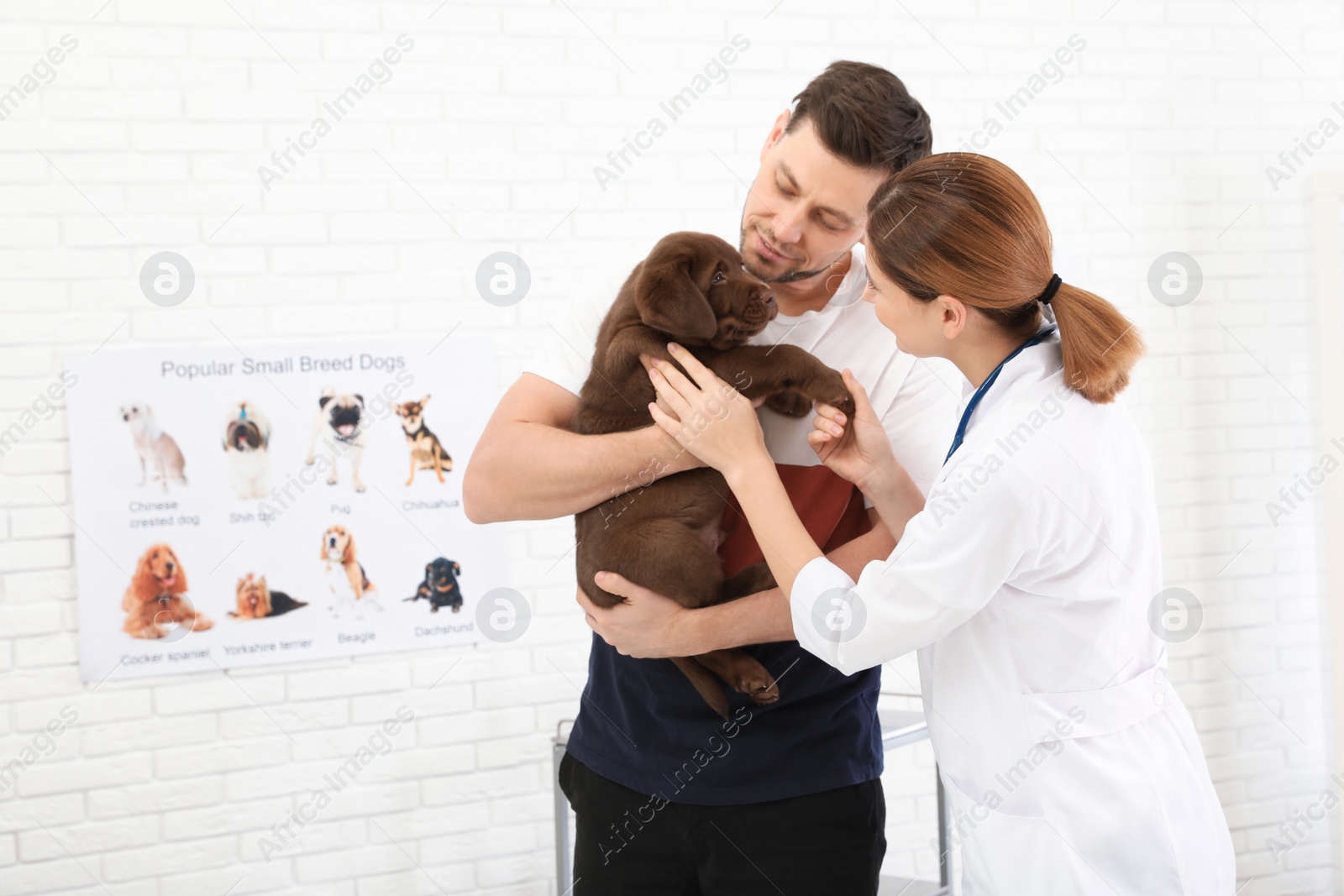 Photo of Man with his pet visiting veterinarian in clinic. Doc examining Labrador puppy