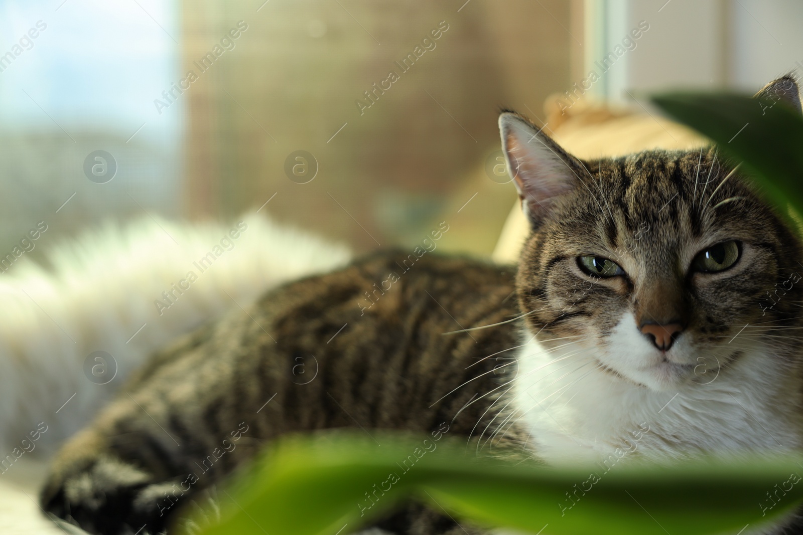 Photo of Cute cat on window sill at home, space for text