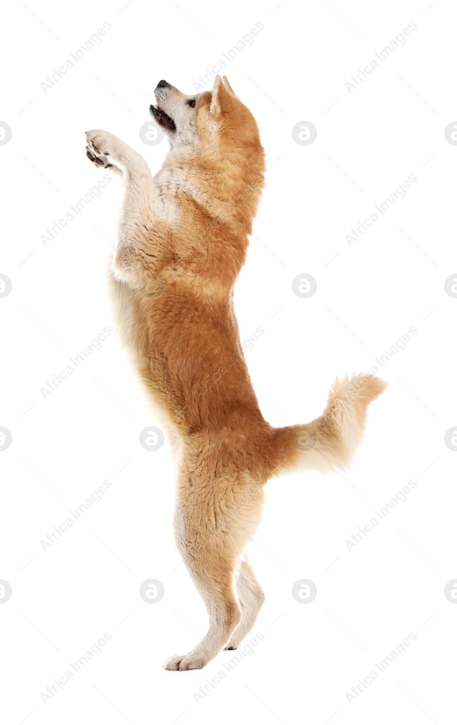 Photo of Cute Akita Inu dog isolated on white