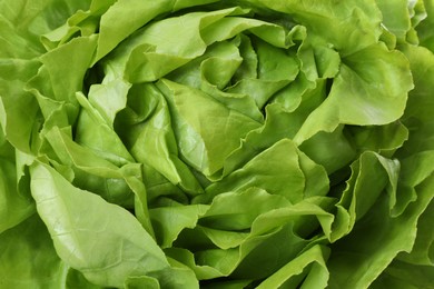 Photo of Fresh green butter lettuce as background, closeup
