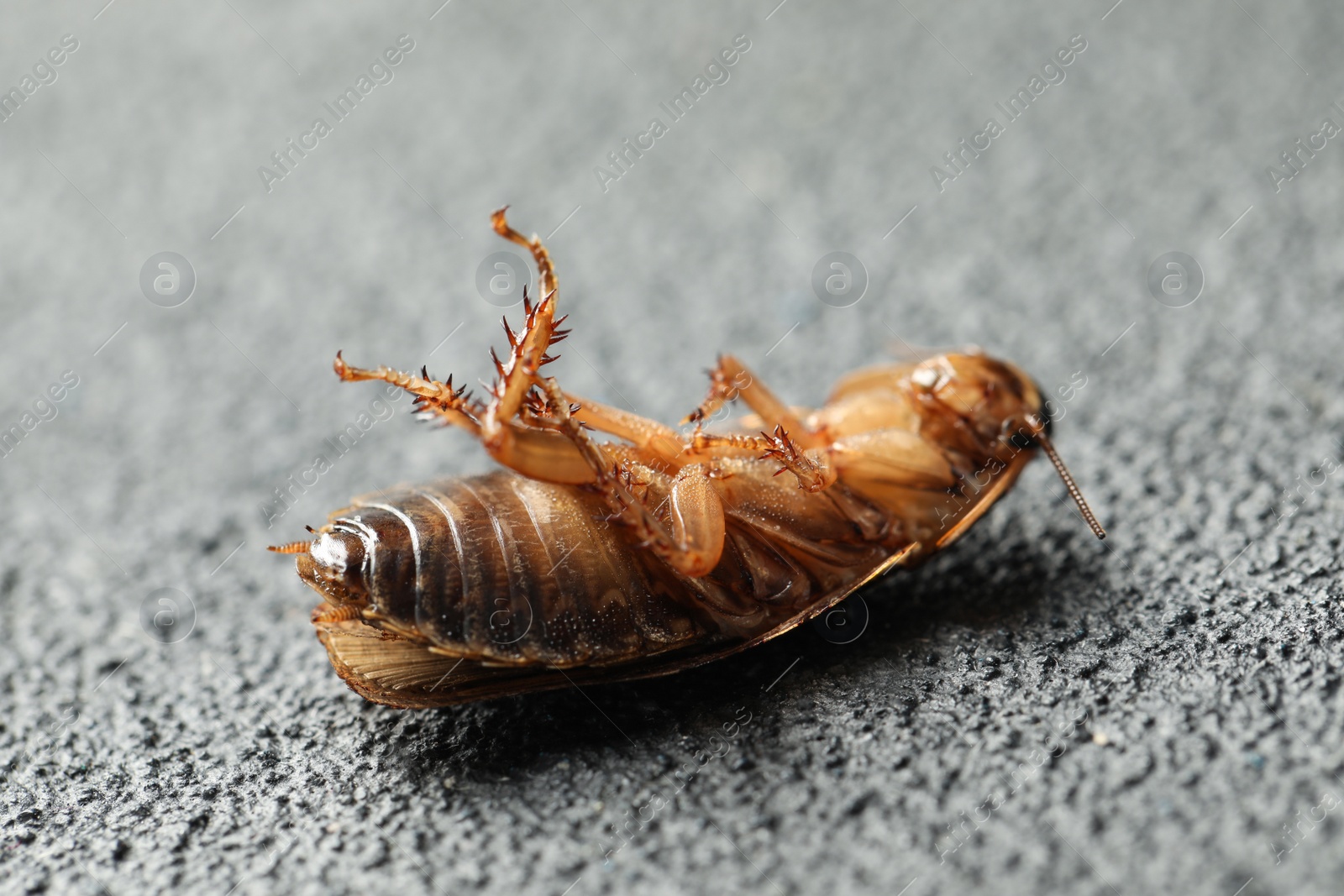 Photo of Dead brown cockroach on grey stone background, closeup. Pest control