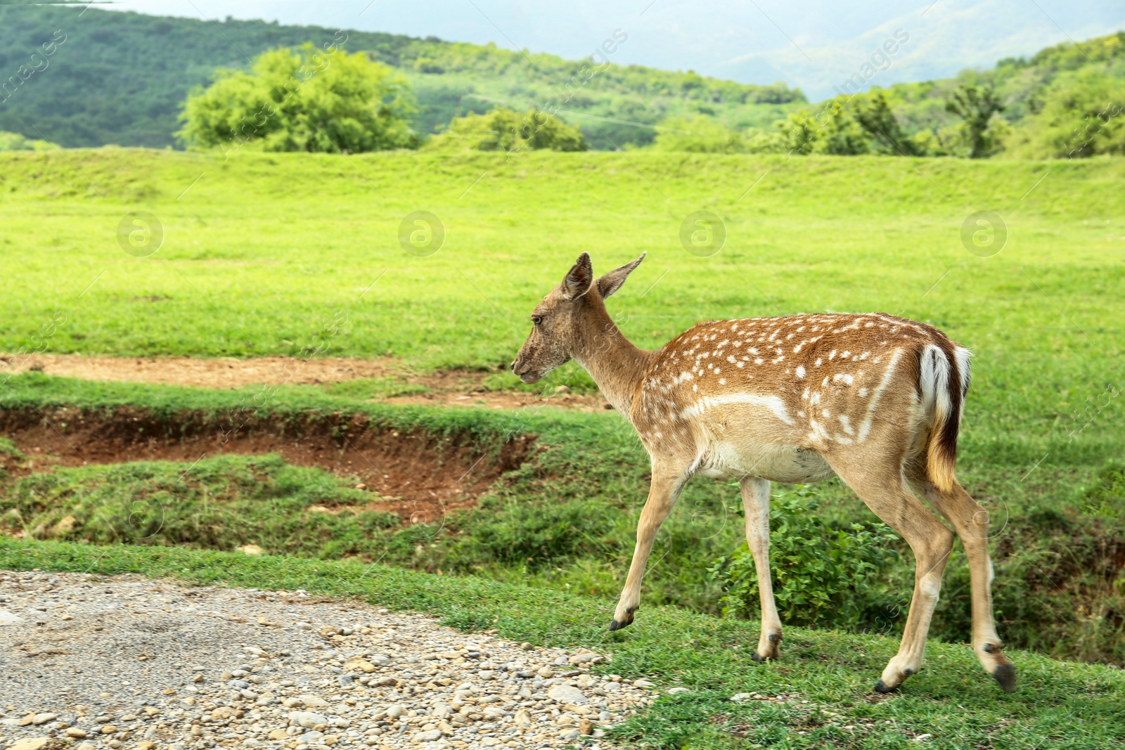 Photo of Beautiful deer in safari park on summer day