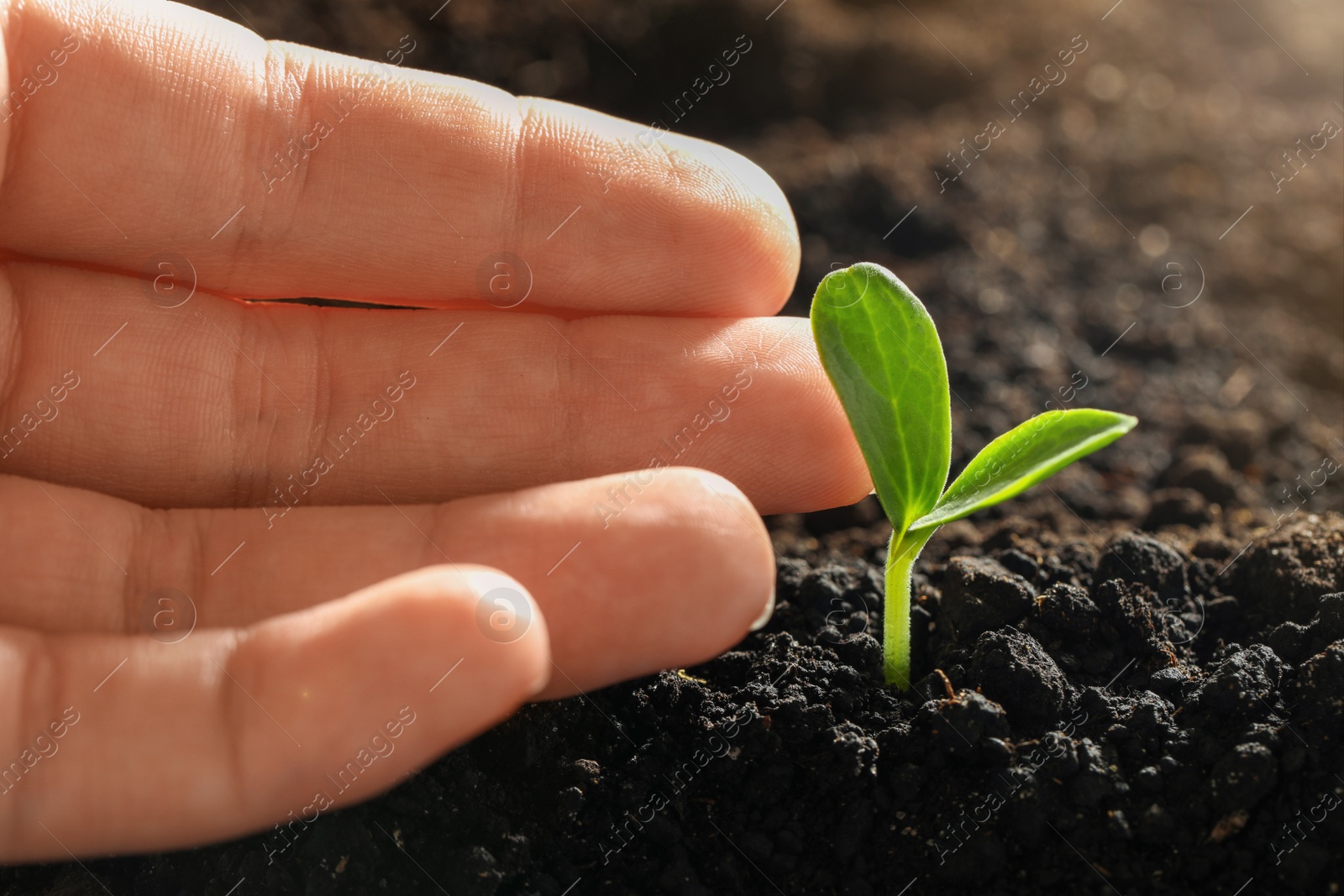 Photo of Woman touching young vegetable seedling outdoors, closeup