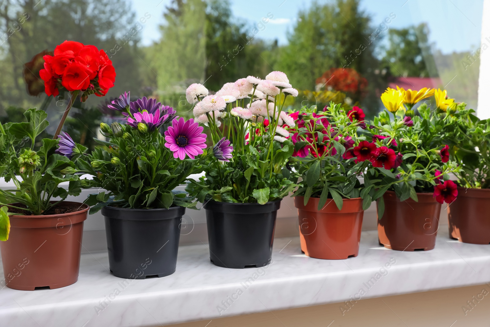 Photo of Different beautiful potted flowers on windowsill indoors