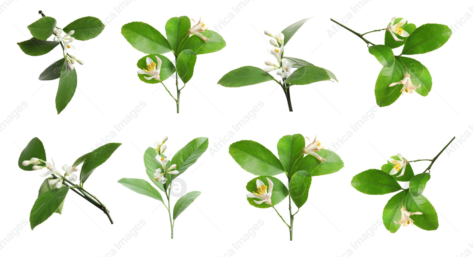 Image of Set of branches with beautiful blooming citrus flowers on white background. Banner design