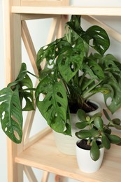 Photo of Beautiful house plants on wooden shelf, closeup