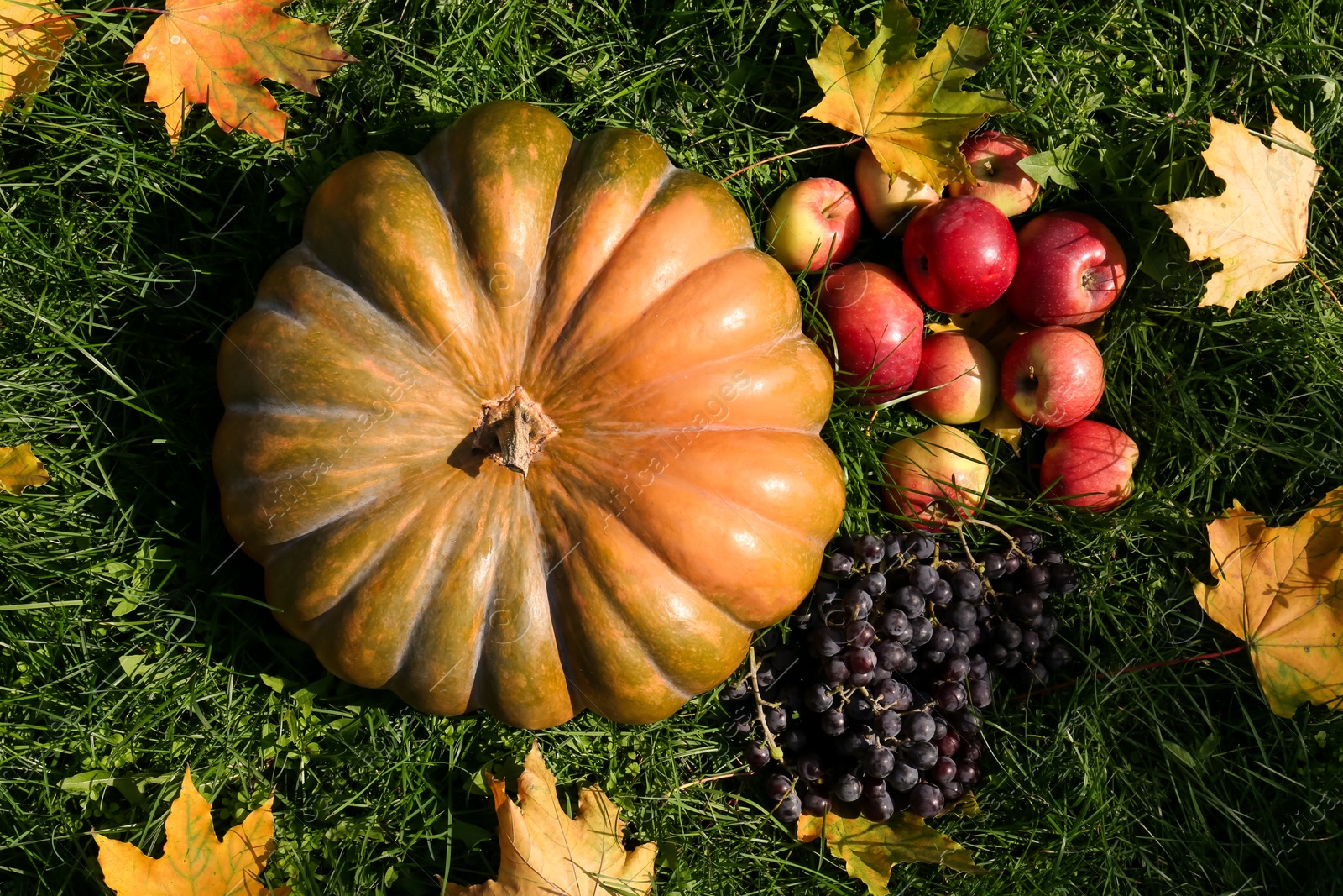 Photo of Ripe pumpkin, fruits and maple leaves on green grass outdoors, flat lay. Autumn harvest