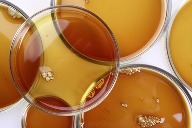 Photo of Petri dishes with color liquid samples on white background, top view