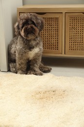 Cute dog near wet spot on beige carpet at home