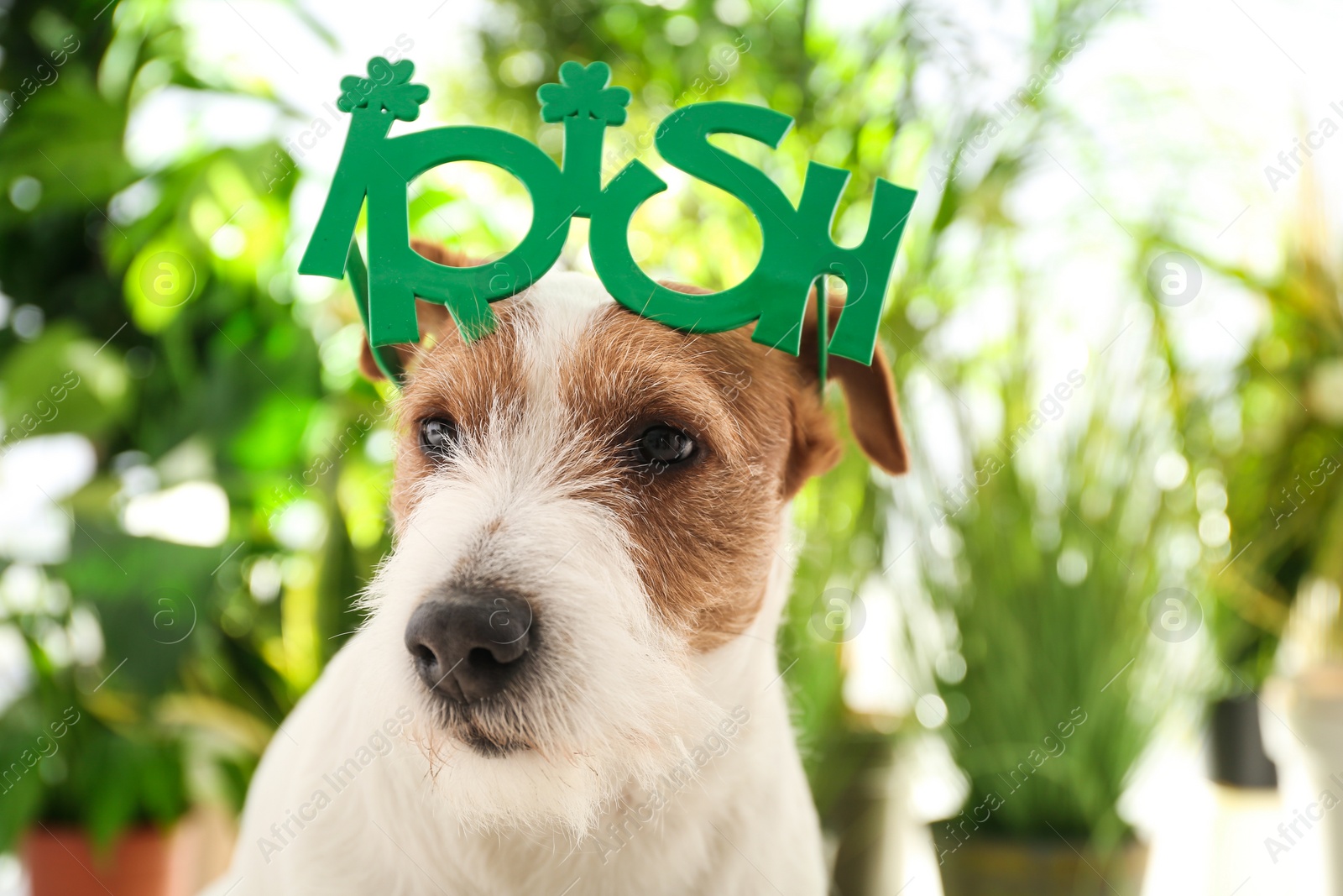 Photo of Jack Russell terrier with Irish party glasses outdoors. St. Patrick's Day