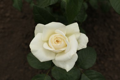 Photo of Beautiful blooming white rose outdoors, closeup view