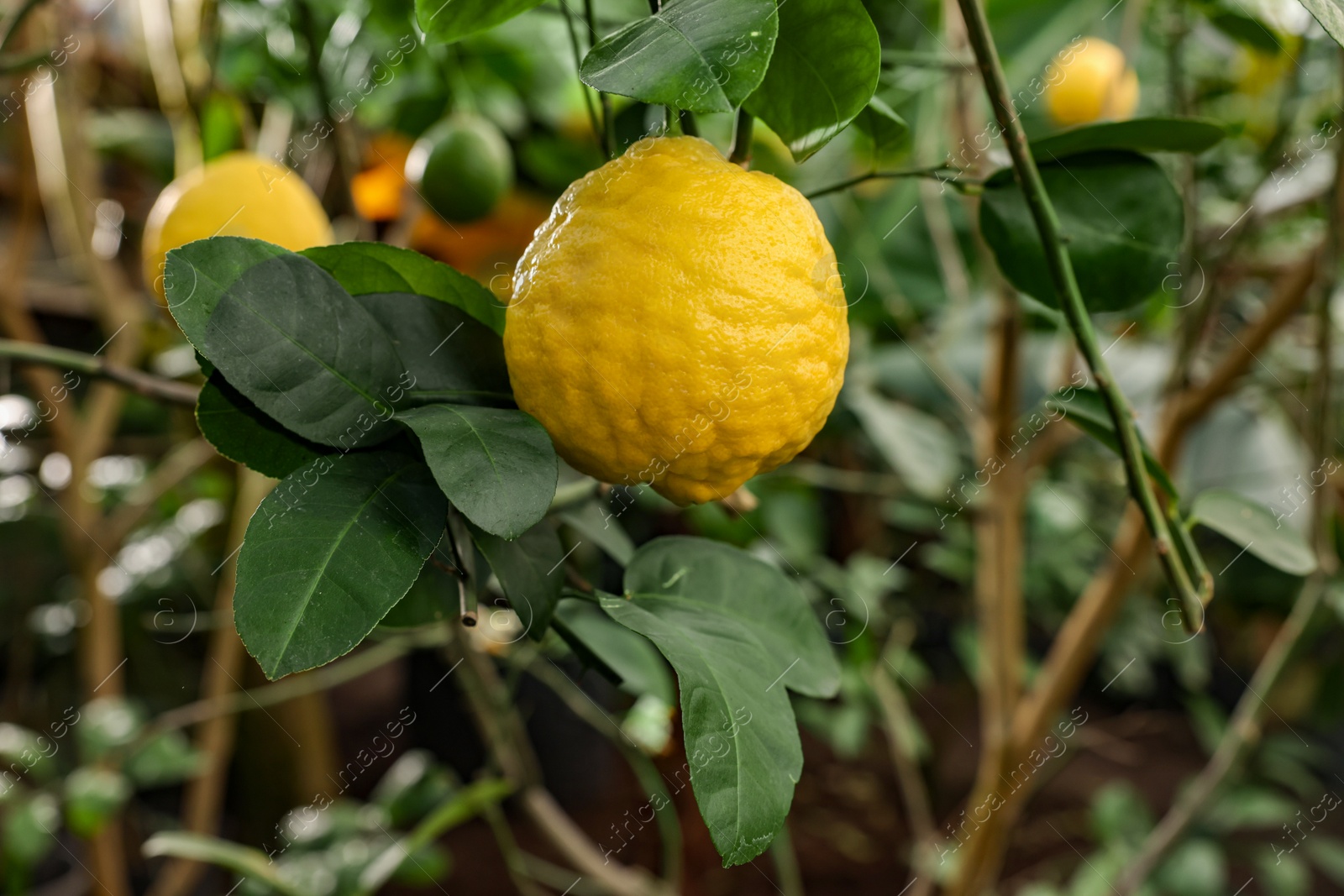 Photo of Lemon tree with ripe fruit in greenhouse