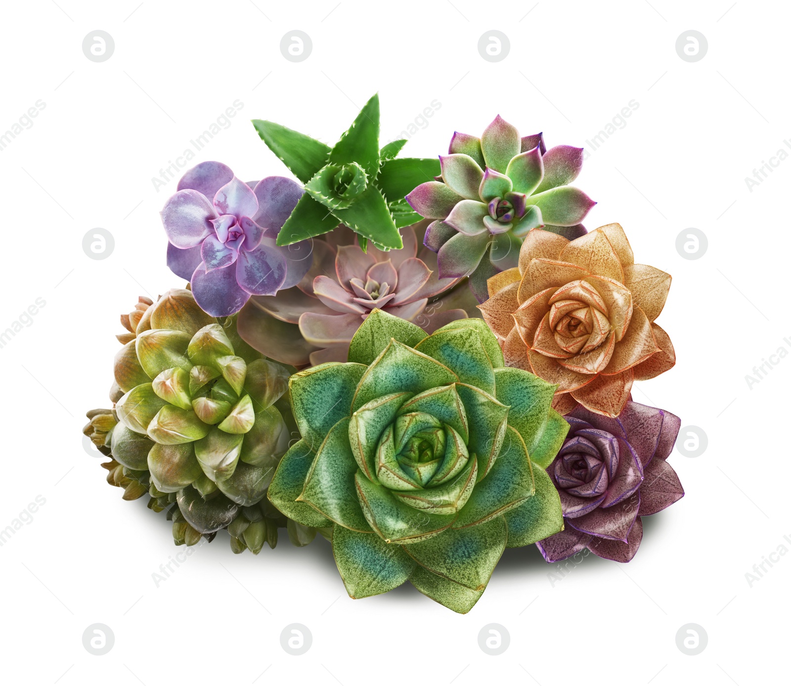 Image of Collection of different beautiful succulents on white background