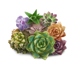 Collection of different beautiful succulents on white background