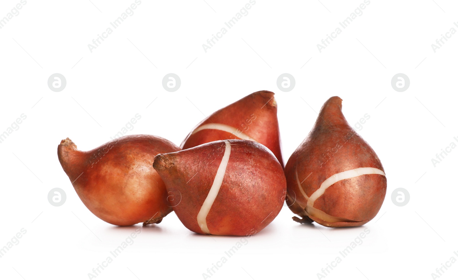 Photo of Tulip bulbs on white background. Gardening season