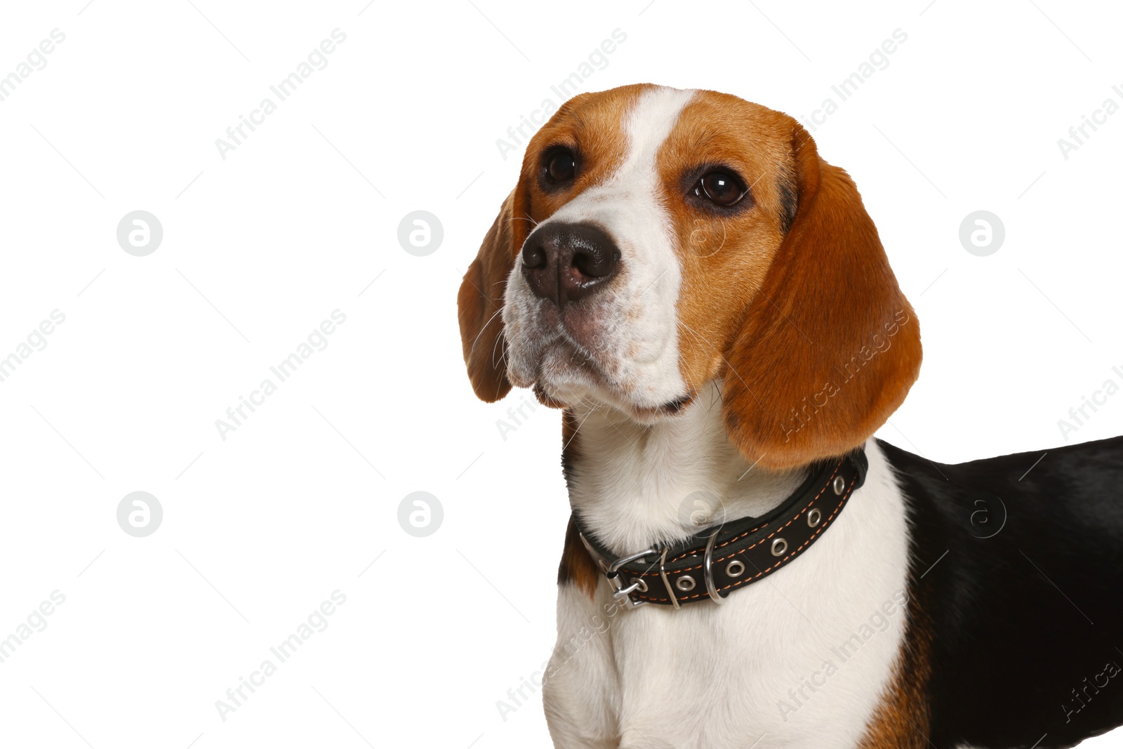 Photo of Adorable Beagle dog in stylish collar on white background