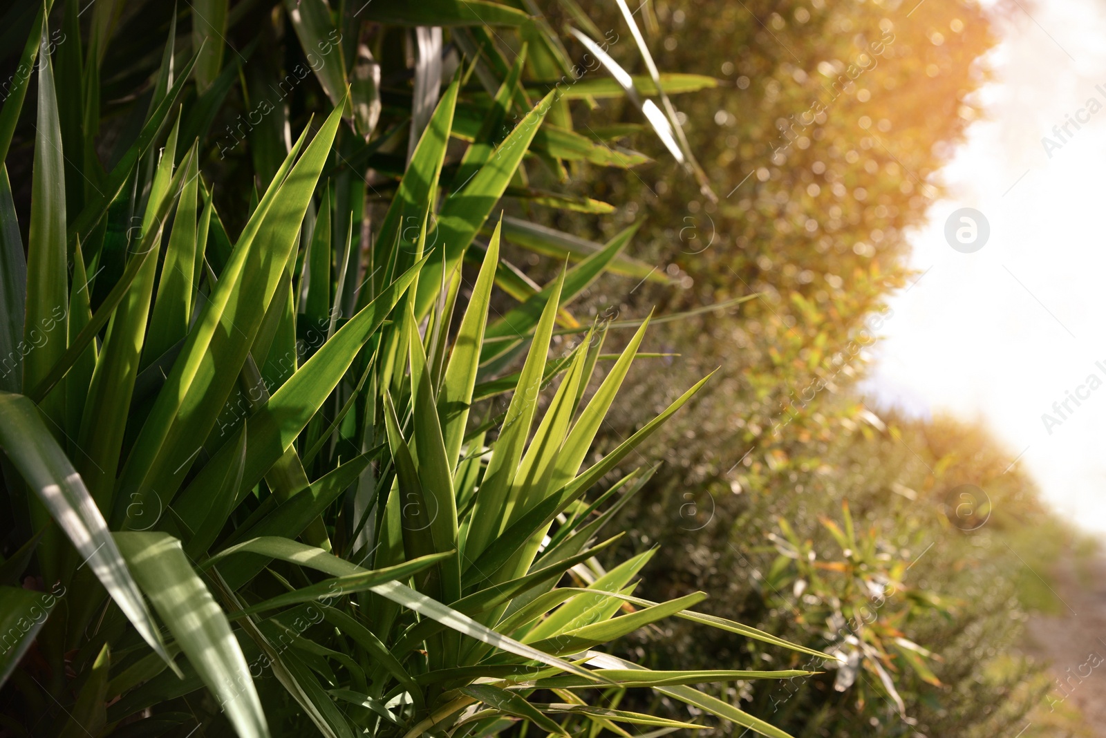 Photo of Beautiful green plants growing outdoors on sunny day