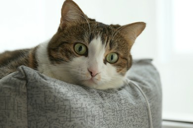 Photo of Cute cat lying on pet bed at home