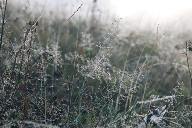 Closeup view of plants with dew drops on wild meadow