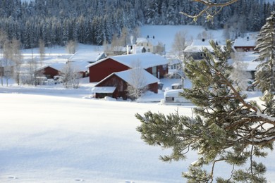 Fir tree branches covered with snow against village on winter day, space for text