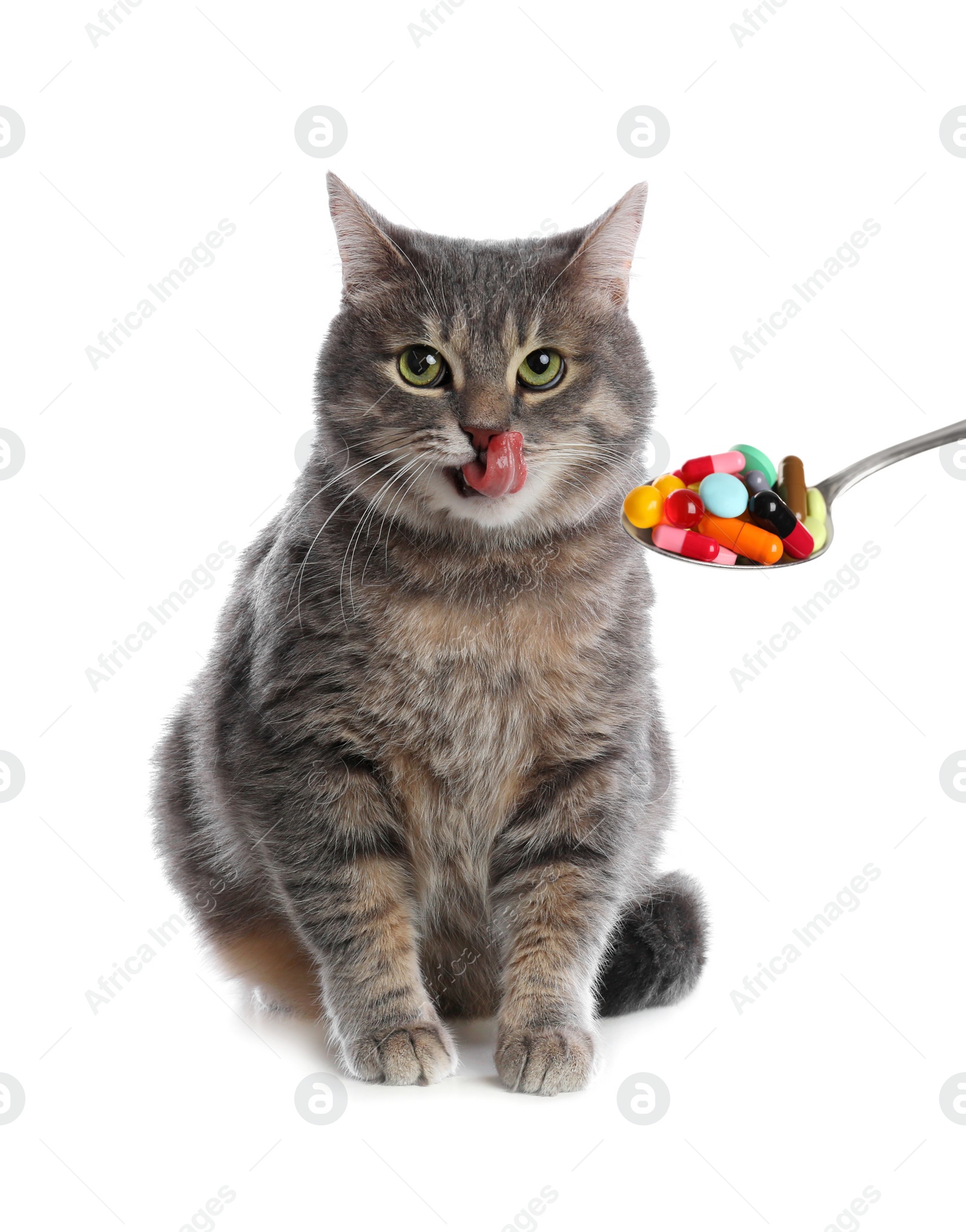 Image of Cute grey tabby cat and spoon full of different pills on white background. Vitamins for animal 