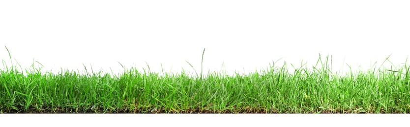 Image of Beautiful lush green grass on white background. Banner design