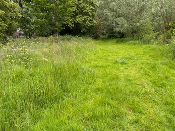 Photo of Fresh green grass growing outdoors on spring day