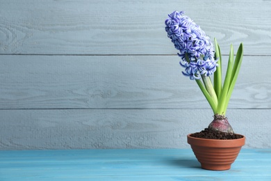 Photo of Beautiful hyacinth in flowerpot on light blue wooden table. Space for text