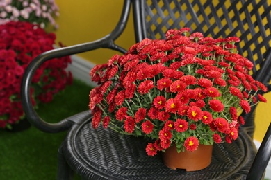 Photo of Beautiful chrysanthemum flowers in pot on chair