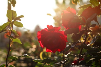 Photo of Beautiful blooming roses in garden on sunny day