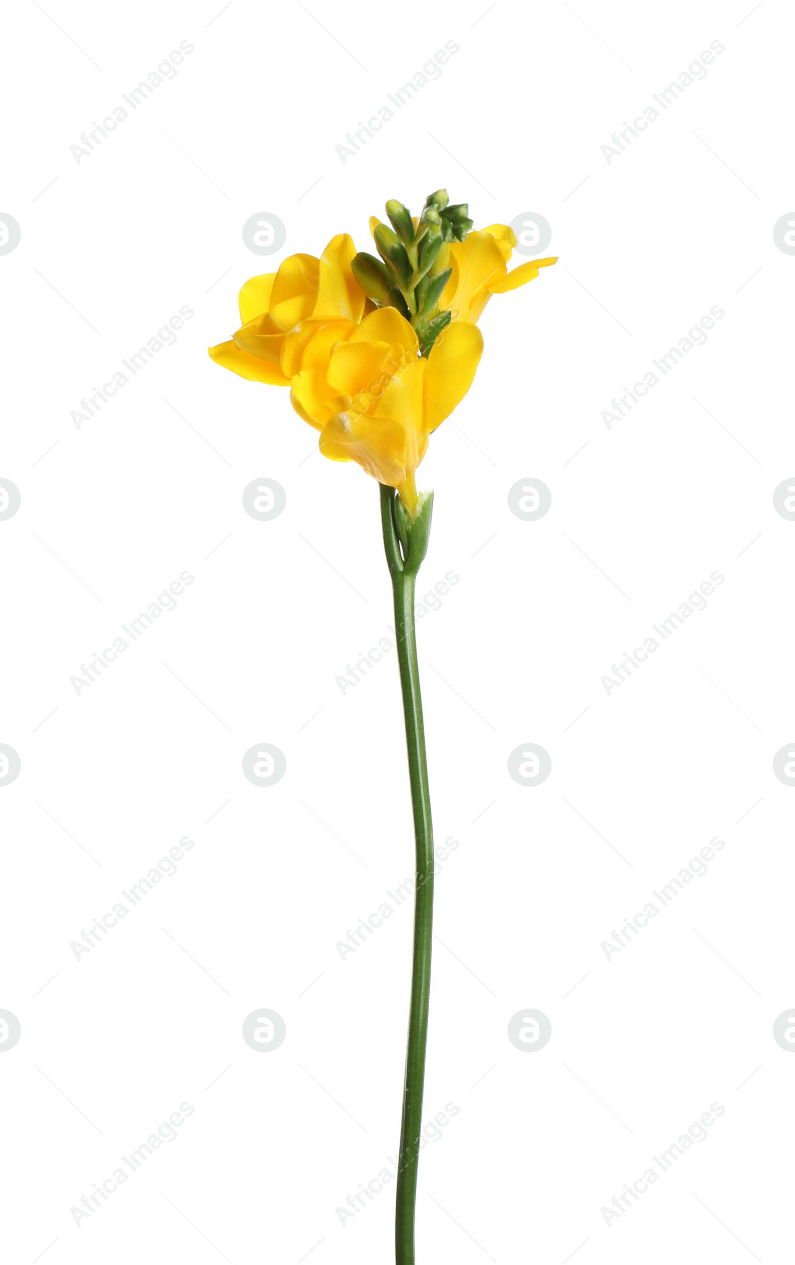 Photo of Beautiful yellow freesia flower isolated on white