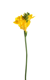 Photo of Beautiful yellow freesia flower isolated on white