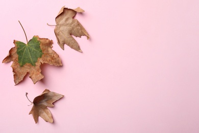 Photo of Dry autumn leaves on pink background, flat lay. Space for text